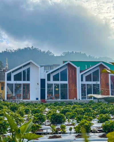galeri Elsa Cabin Dieng 3