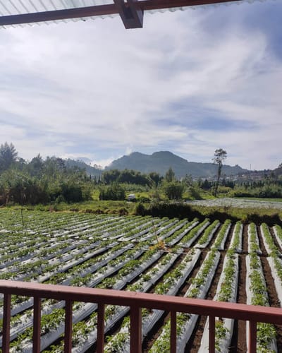 galeri Panca Cabin Dieng 0